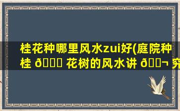 桂花种哪里风水zui
好(庭院种桂 🐎 花树的风水讲 🐬 究)